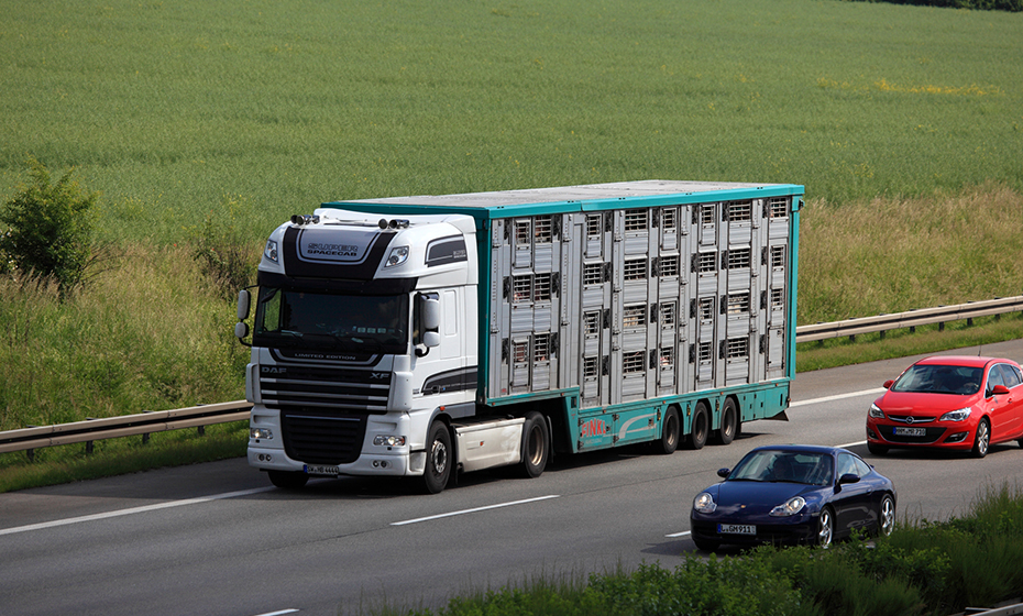 Animal transport truck on the highway in Germany